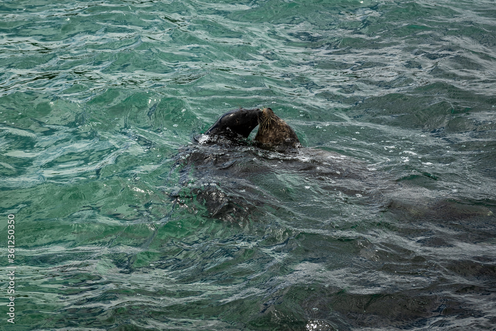 Fototapeta premium Seals at the La Jolla cove