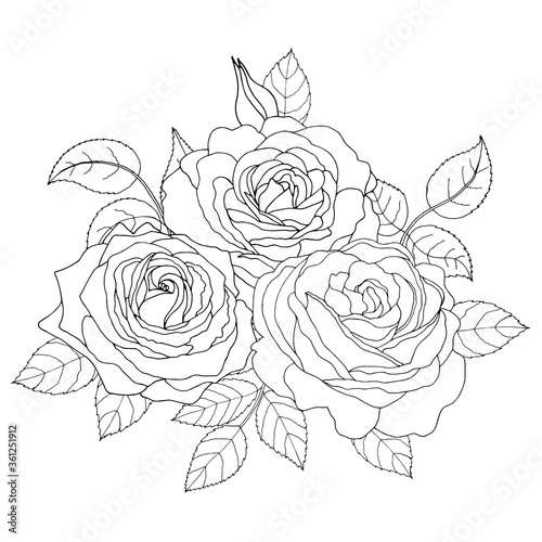 Beautiful black and white rose and leaves. Vector illustration.