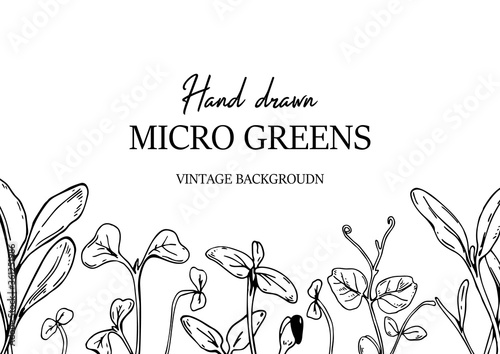 Horizontal microgreens vintage background. Hand drawn botany summer design in sketch style. Vector illustration