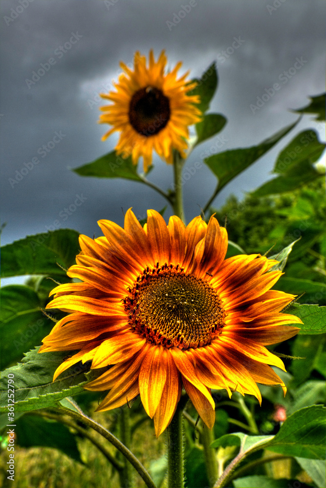 Sunflower at the stormy sky.