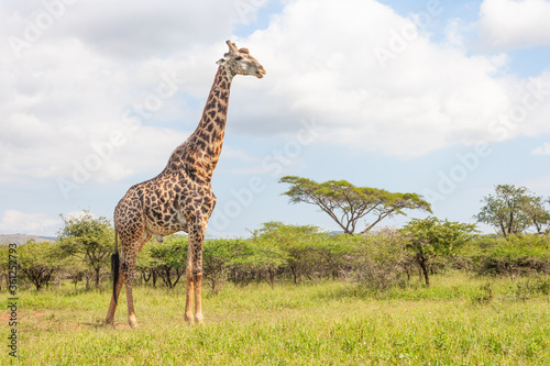 Mature Male Giraffe
