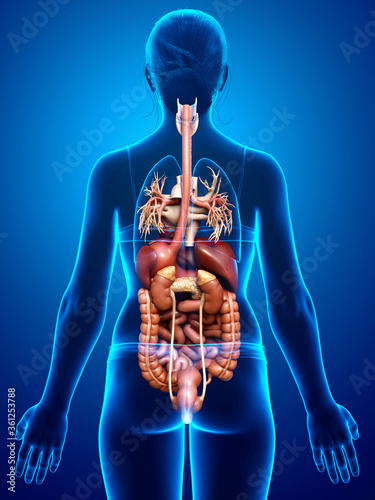3d rendered medically accurate illustration of female Digestive System and heart