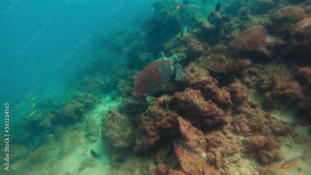 Hawksbill Turtle Swimming With Reef Fishes Over The Coral Reefs In Andaman Islands, India. - underwater Hawksbill Turtle Swimming With Reef Fishes Over The Coral Reefs In Andaman Islands, India. - underwater
