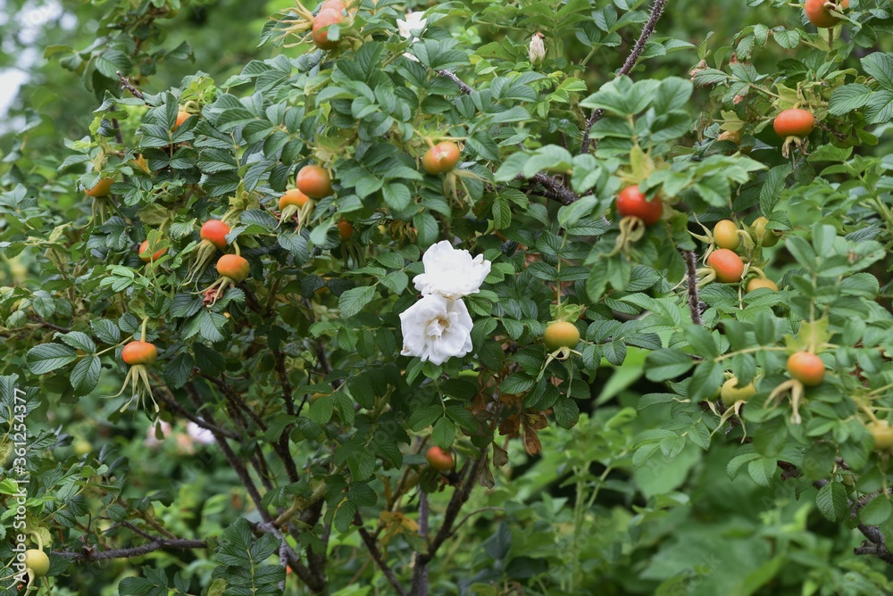 Rugosa rose is Rosaceae deciduous shrub and grows on the beach. The flowers are medicinal and