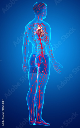 3d rendered medically accurate illustration of male arteries © pixdesign123