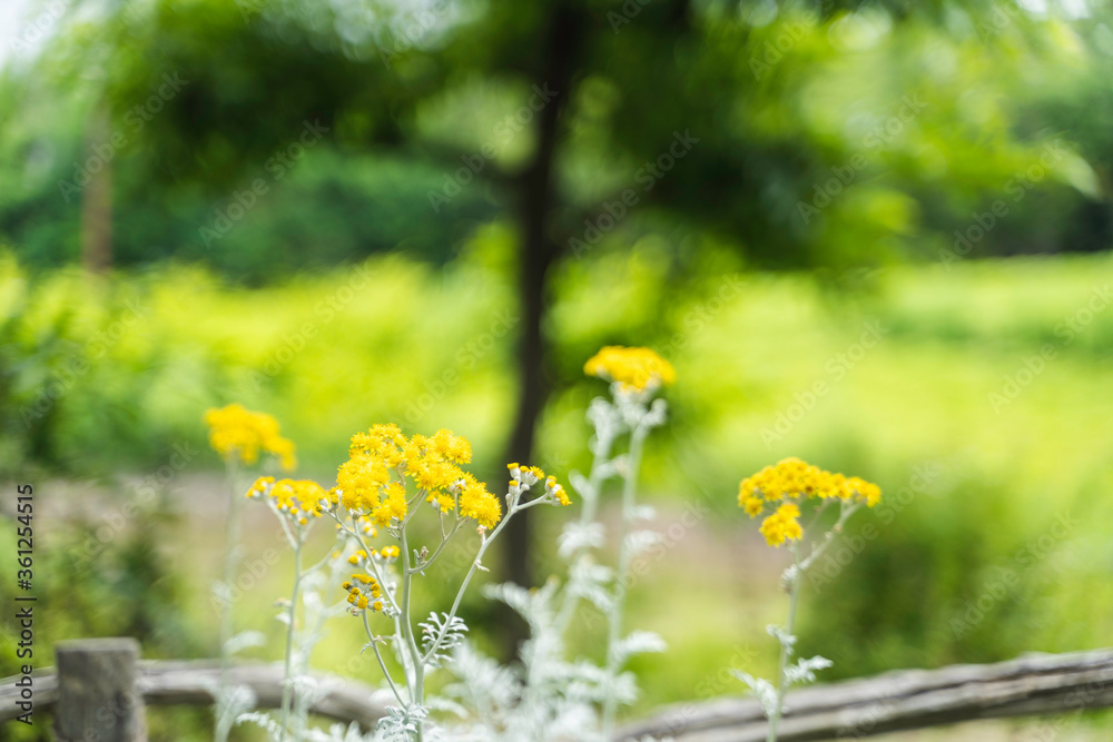 Obraz premium 道端の綺麗な花