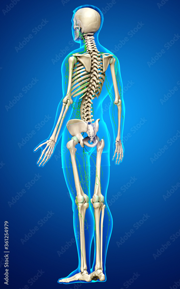 3d rendered medically accurate illustration of a male lymphatic system 3d rendered medically accurate illustration of a male lymphatic system