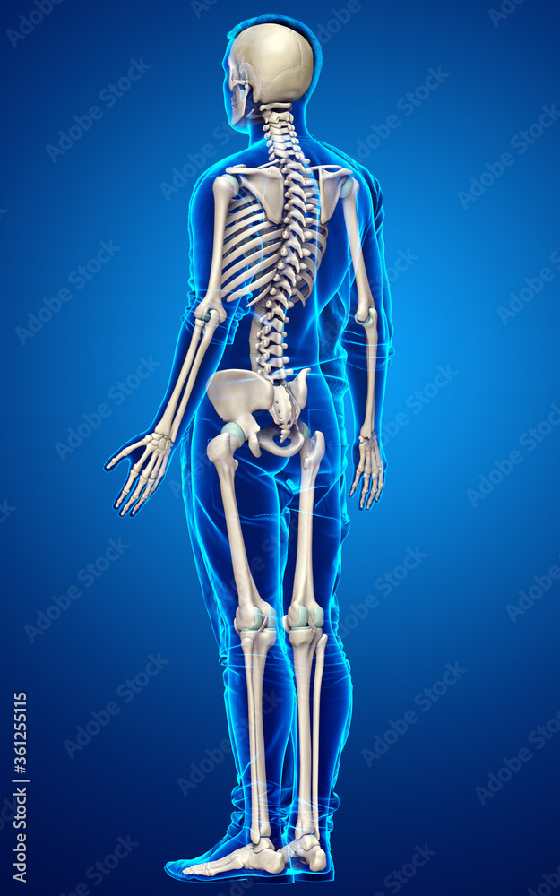 3d rendered, medically accurate illustration of a male skeleton system 3d rendered, medically accurate illustration of a male skeleton system