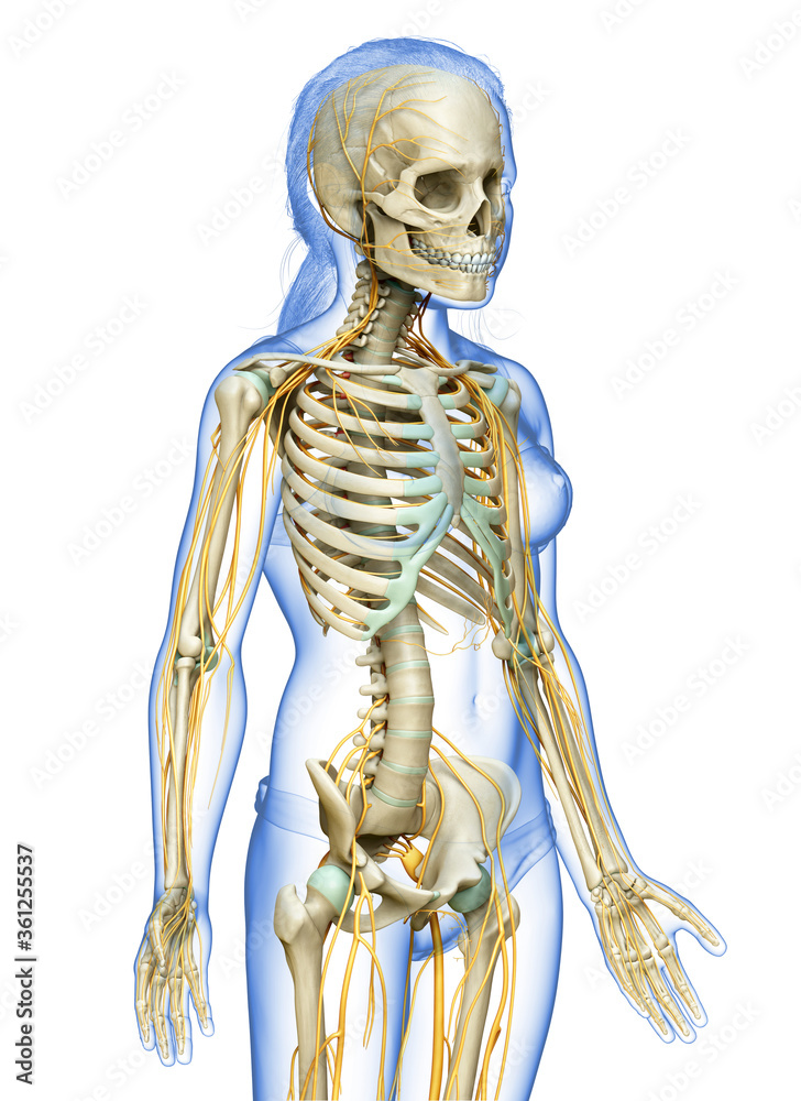 3d rendered medically accurate illustration of a young girl nervous system and skeleton system 3d rendered medically accurate illustration of a young girl nervous system and skeleton system