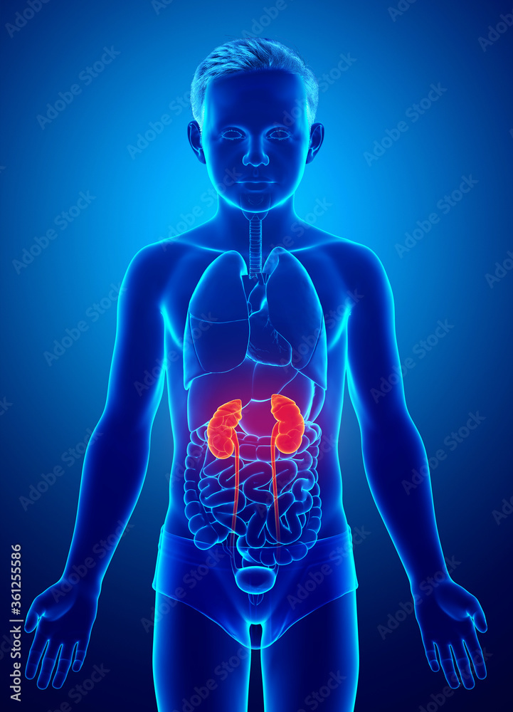 3d rendered, medically accurate illustration of the young boy highlighted kidneys and urinary system 3d rendered, medically accurate illustration of the young boy highlighted kidneys and urinary system