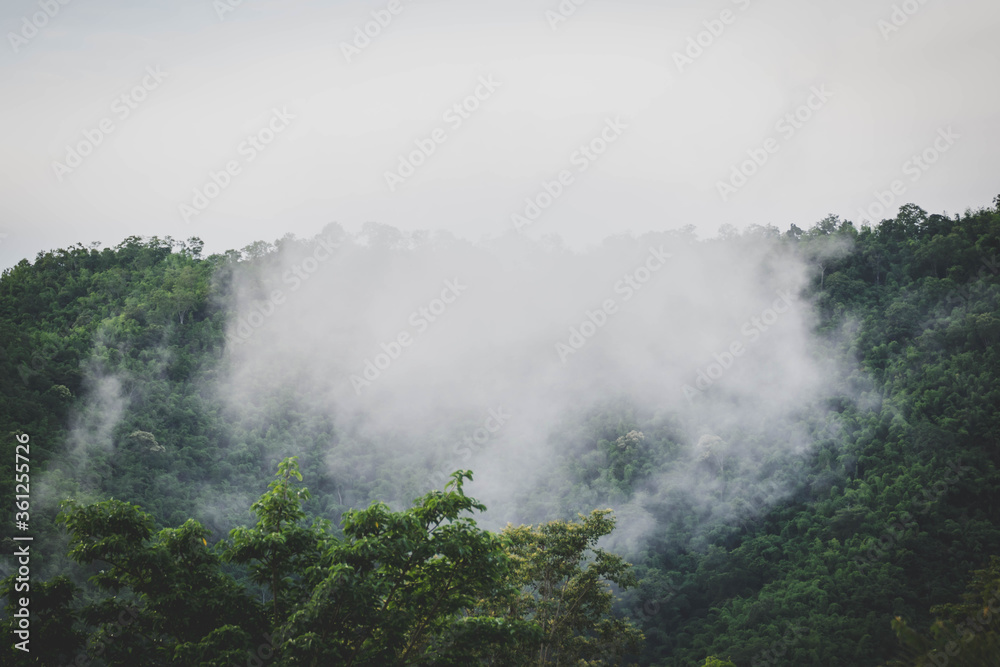 Fog in the valley and the green forest.