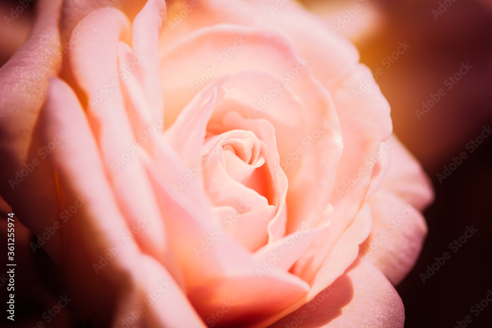Pink roses background, shallow depth of field. Retro vintage instagram filter