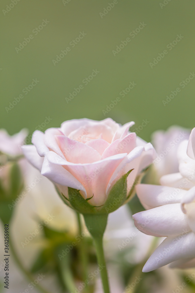 Pink roses background, shallow depth of field. Retro vintage instagram filter Pink roses background, shallow depth of field. Retro vintage instagram filter