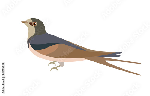 Swallow bird vector illustration. Side view.