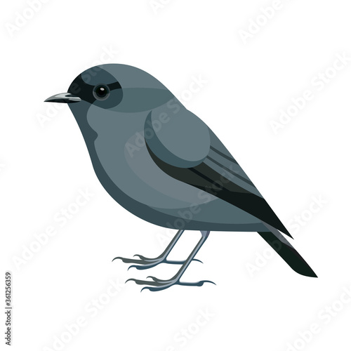 Bird vector illustration. Side view.