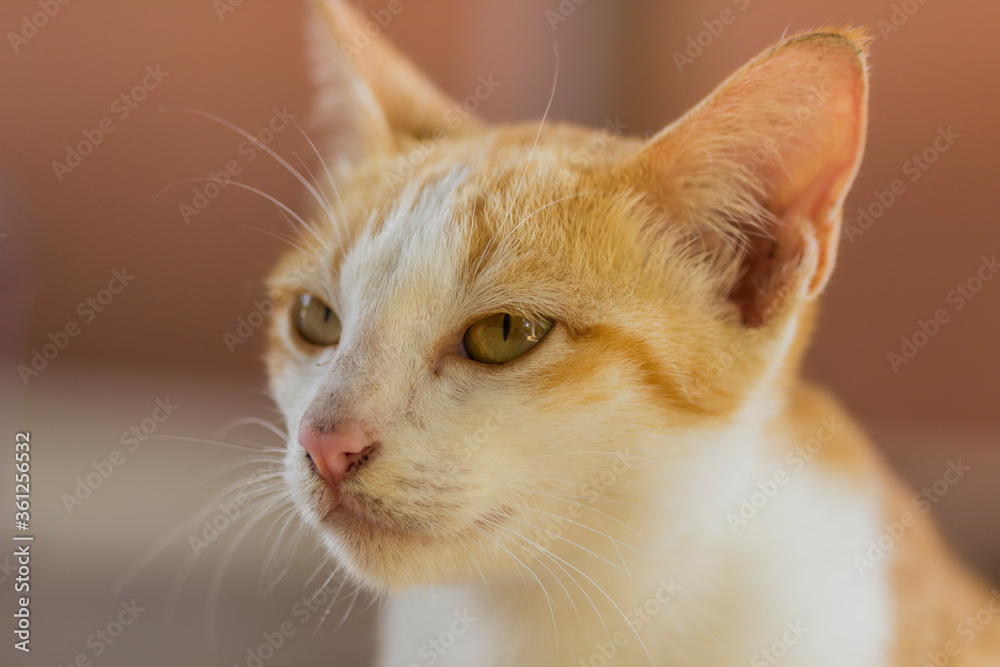 A cute orange cat lying on the ground waiting A cute orange cat lying on the ground waiting
