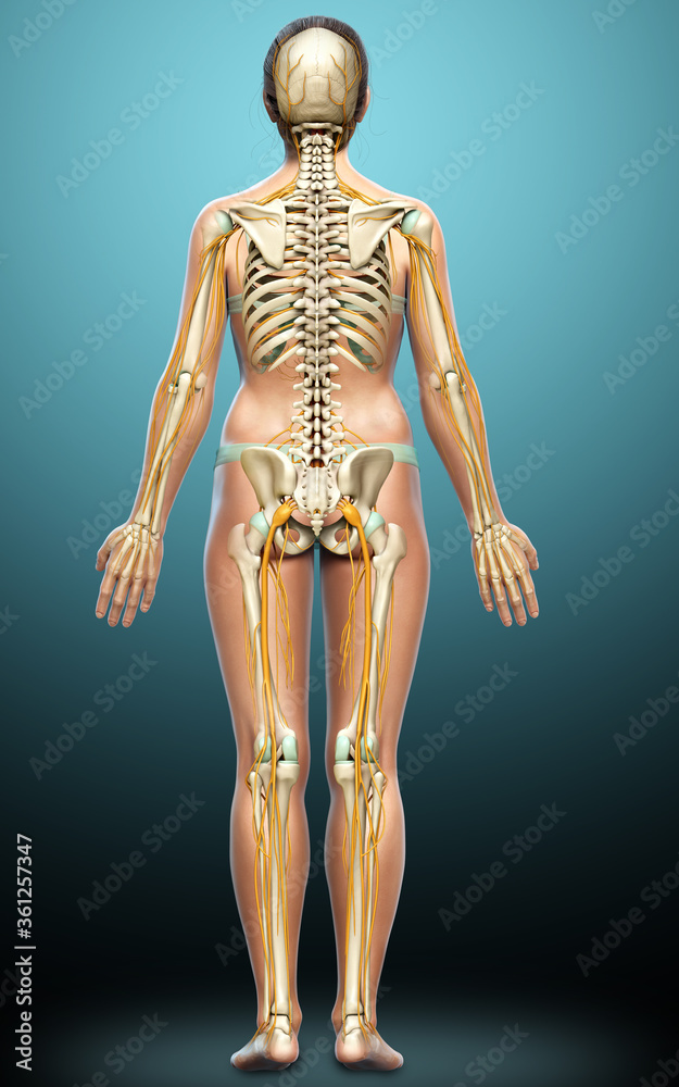 3d rendered medically accurate illustration ofa female nervous system and skeleton system
