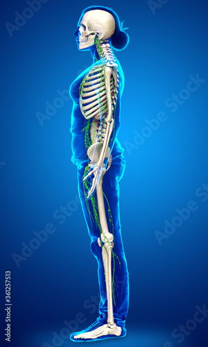 3d rendered medically accurate illustration of a female lymphatic system © pixdesign123