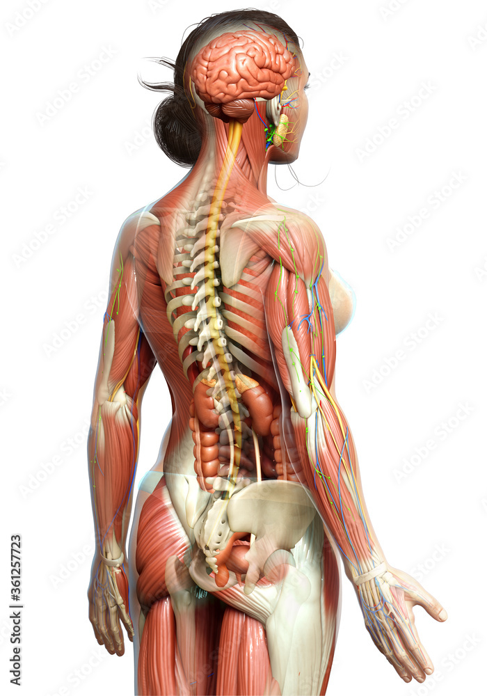 3d rendered medically accurate of the female anatomy 3d rendered medically accurate of the female anatomy