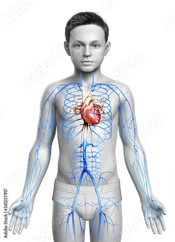 3d rendered medically accurate illustration of a boy Veins anatomy