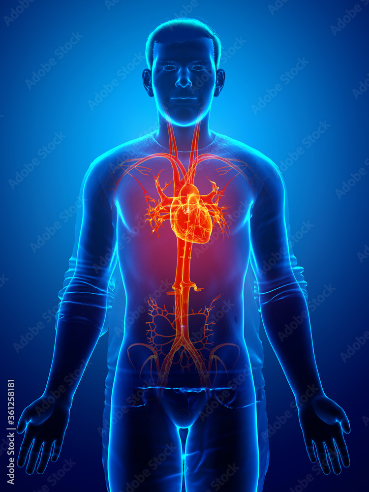 3d rendered medically accurate illustration of highlighted orange male heart 3d rendered medically accurate illustration of highlighted orange male heart