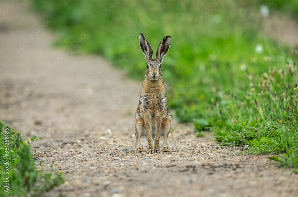 Young brown hare, or leveret, sat upright in the rain with bedraggled fur. Facing forward. Close up Young brown hare, or leveret, sat upright in the rain with bedraggled fur. Facing forward. Close up
