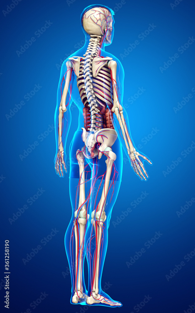 3d rendered medically accurate illustration of male Internal organs, skeleton and circulatory system 3d rendered medically accurate illustration of male Internal organs, skeleton and circulatory system