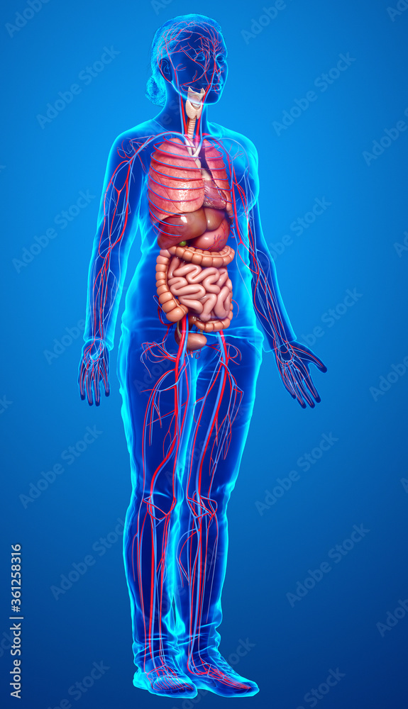 3d rendered medically accurate illustration of the female circulatory system and internal organs 3d rendered medically accurate illustration of the female circulatory system and internal organs
