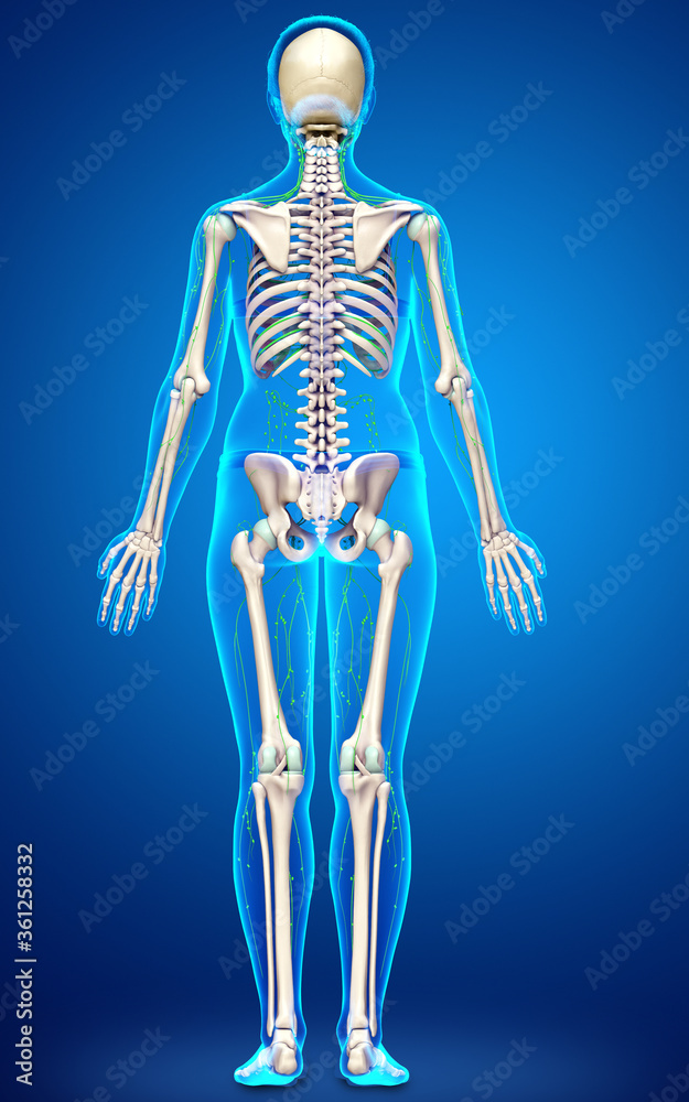 3d rendered medically accurate illustration of a female lymphatic system 3d rendered medically accurate illustration of a female lymphatic system