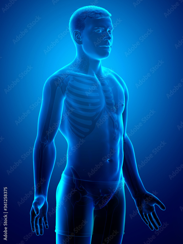 3d rendered illustration of the male body 3d rendered illustration of the male body