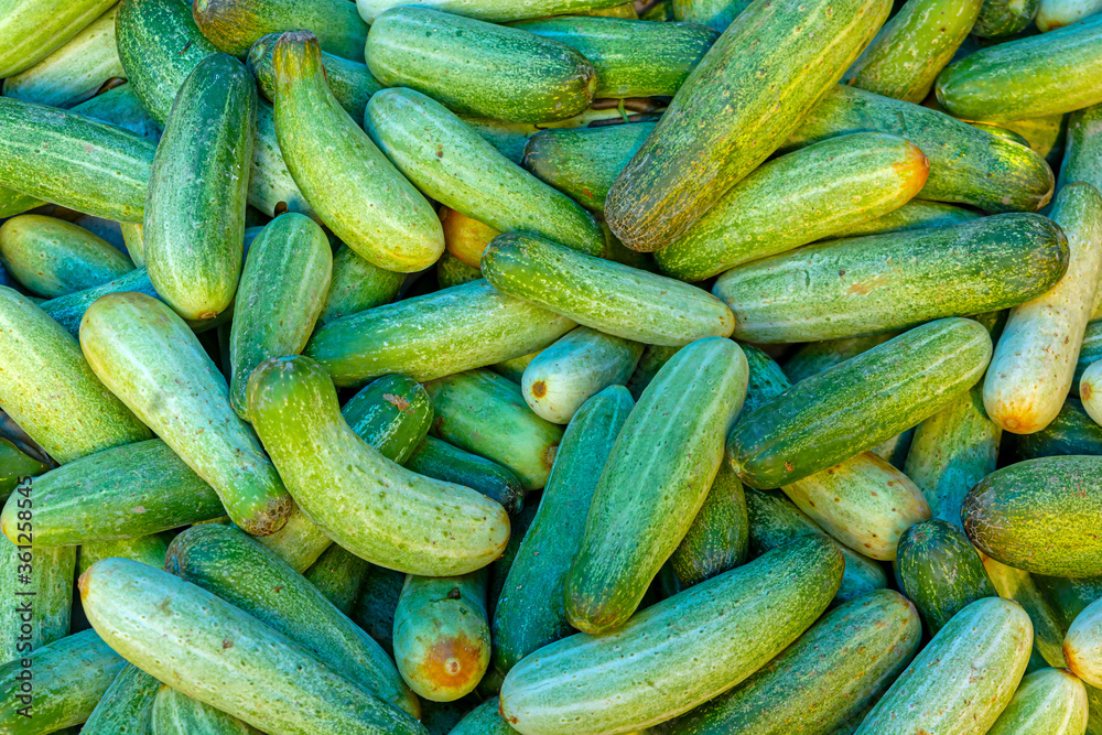 Heap of fresh harvested green cucumber for sale in market.close up and top view. Heap of fresh harvested green cucumber for sale in market.close up and top view.