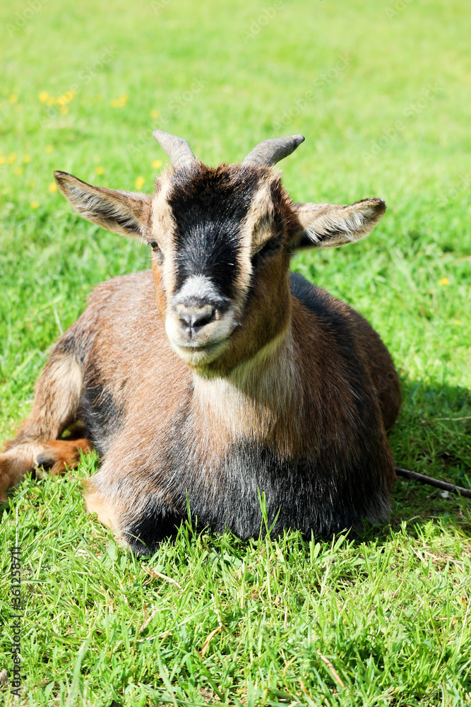 smiling small little one brown goat on the meadow smiling small little one brown goat on the meadow