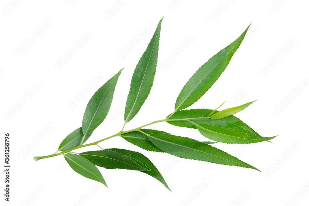 Fototapeta premium Willow branch isolated on white background without shadow. Plant branch for packaging, invitation and other design