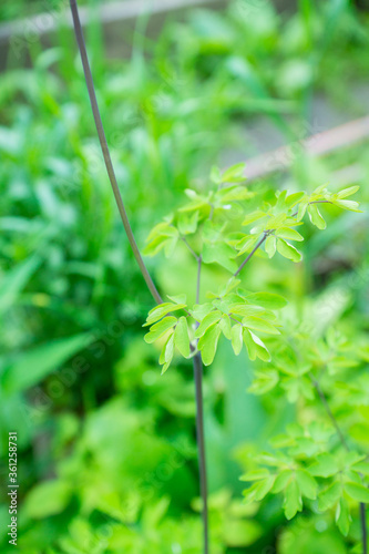 French Meadow Rue (Columbine Meadow Rue) growth in the forest. Selective focus. Shallow depth of field.
