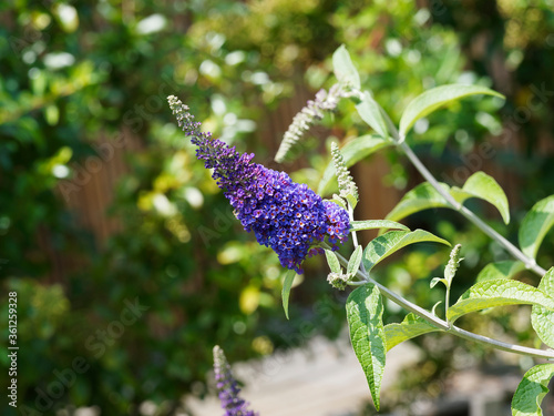 Buddléia de David ou Arbre aux papillons (Buddleja davidii). Arbuste à inflorescence en épis de petites fleurs tubulaires sur des rameaux souples et arqués au feuillage gris-vert 
 photo