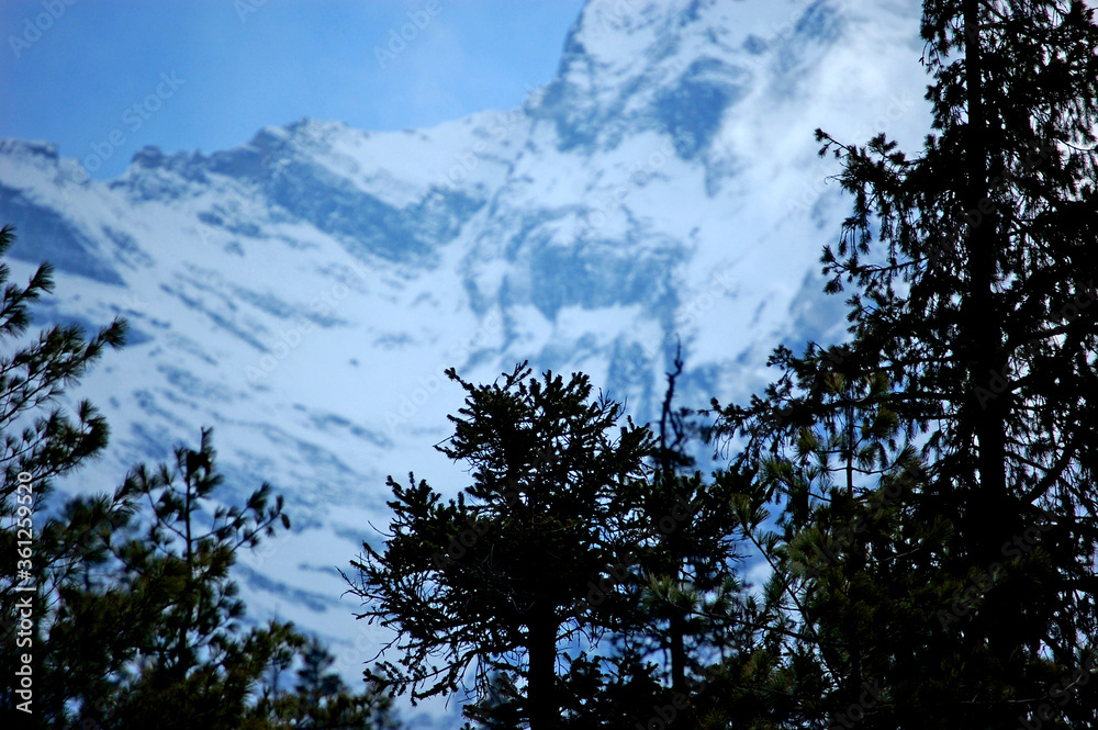 trees and snow-covered mountains trees and snow-covered mountains