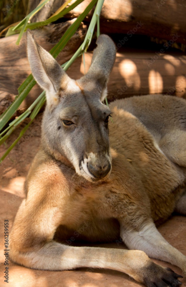 Fototapeta premium canguro adulto 