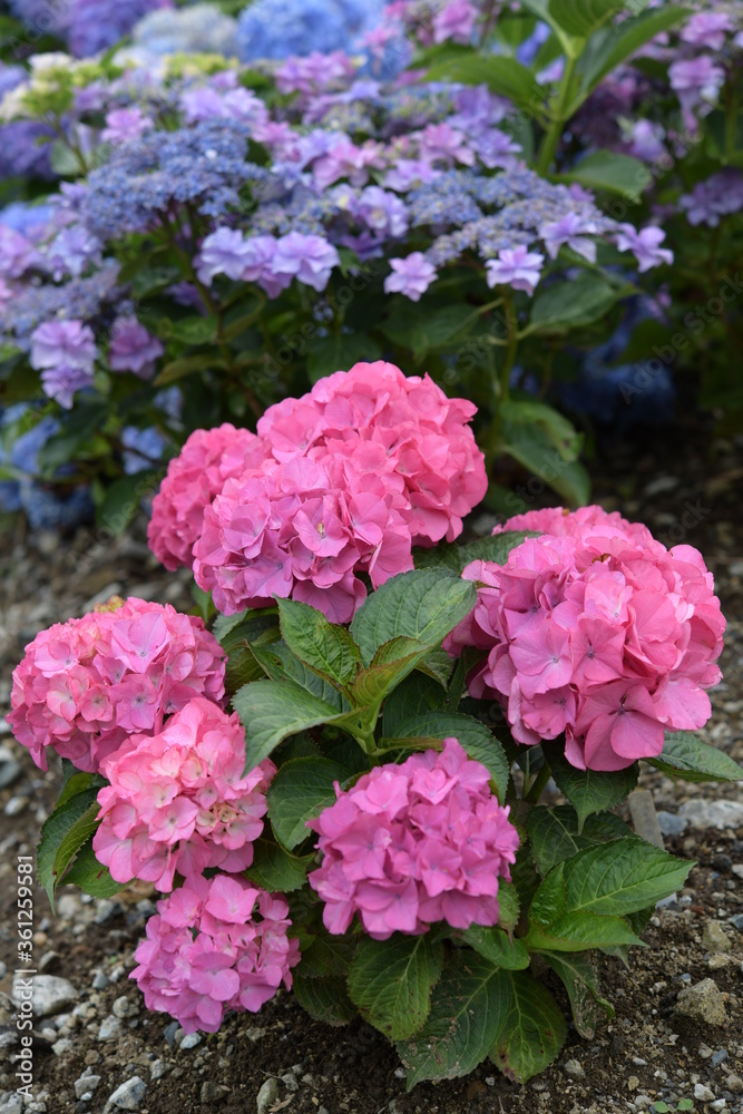 赤いアジサイの花 赤いアジサイの花