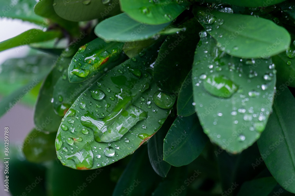 water drop from rain on green leaf in rainforest. water drop from rain on green leaf in rainforest.