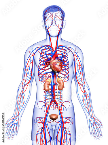 3d rendered, medically accurate illustration of the kidneys and circulatory system