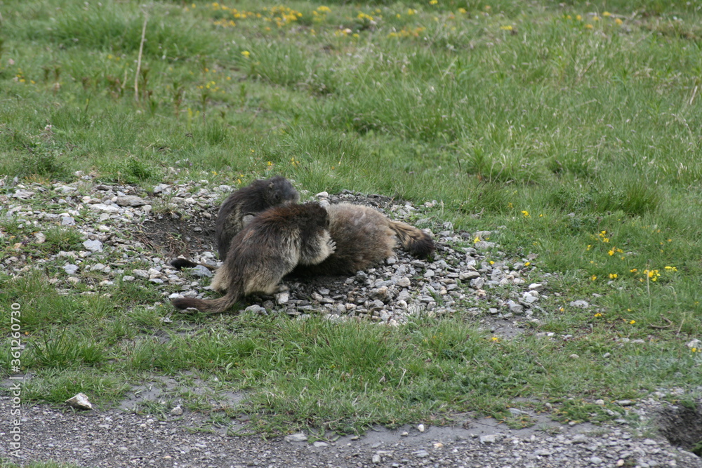 Fototapeta premium Jeu de Marmottes