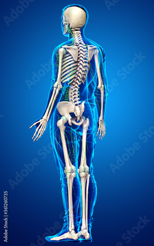 3d rendered medically accurate illustration of a male lymphatic system © pixdesign123