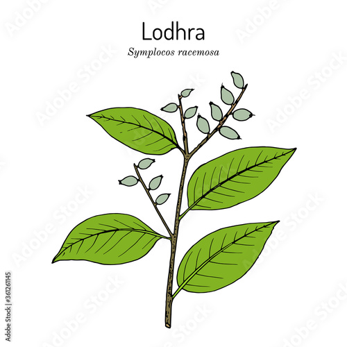 Lodhra Symplocos Racemosa , medicinal plant