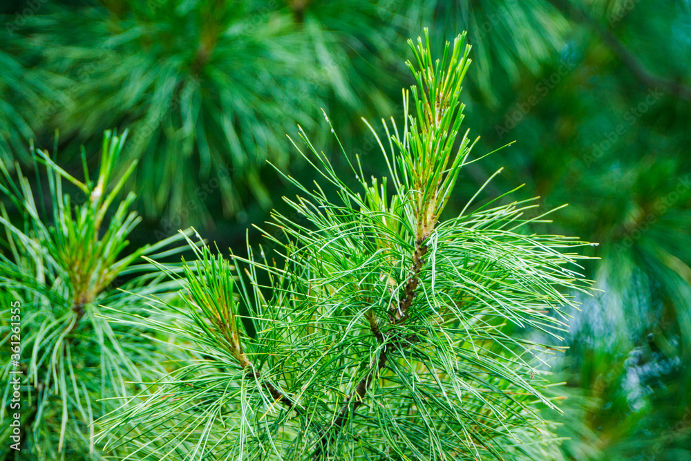 Pine branches in the park. Selective focus. Pine branches in the park. Selective focus.
