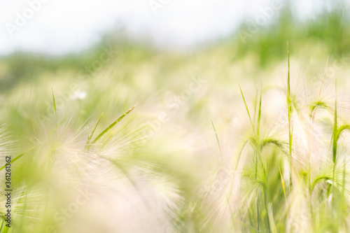 fluffy barley in a summer field