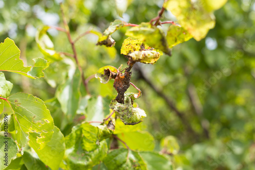 Εκτύπωση καμβά Insect leaves, spoiled fruit leaves, garden pests