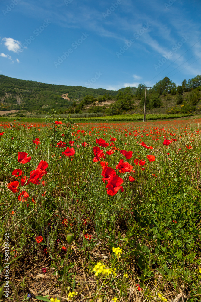 poppy fields french countryside in spring