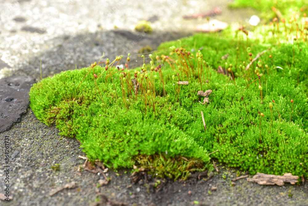 Beautiful green moss on the floor, moss closeup, macro. Beautiful background of moss for wallpaper. Beautiful green moss on the floor, moss closeup, macro. Beautiful background of moss for wallpaper.