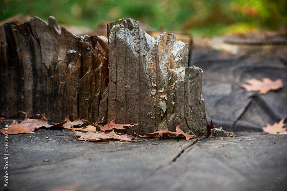 Fototapeta premium Part of the tree sequoia, soft focus
