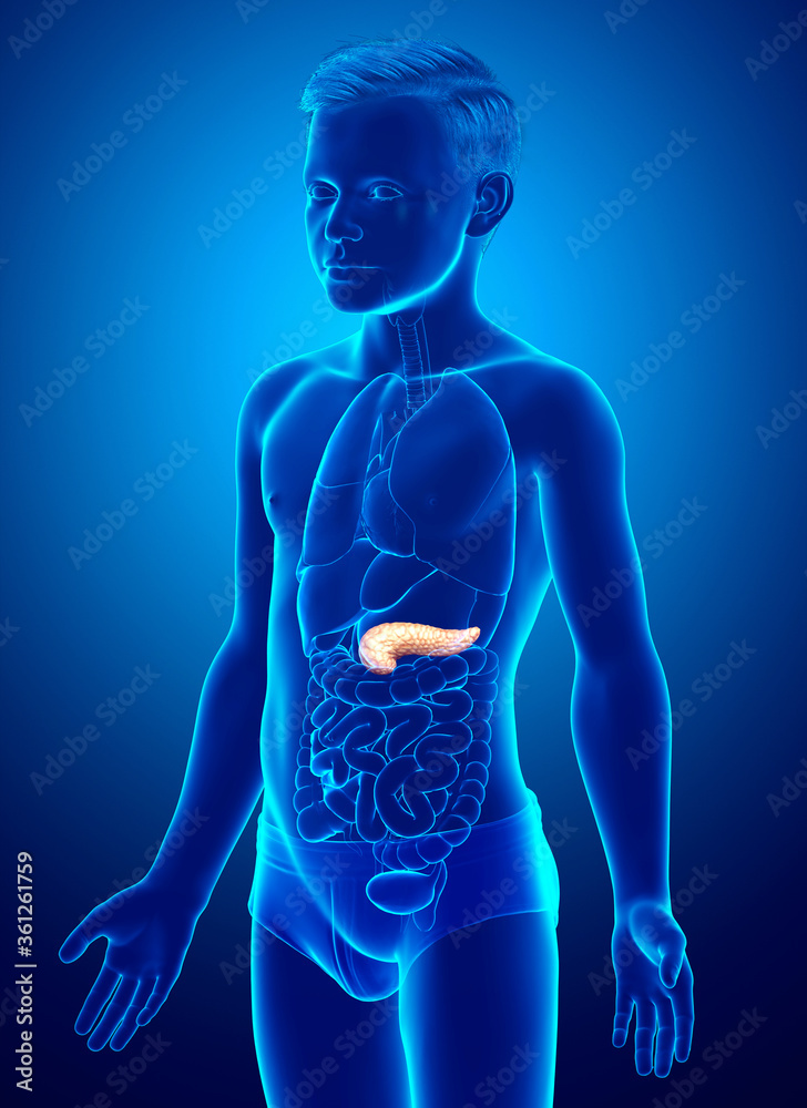 3d rendered, medically accurate illustration of a young girl pancreas 3d rendered, medically accurate illustration of a young girl pancreas